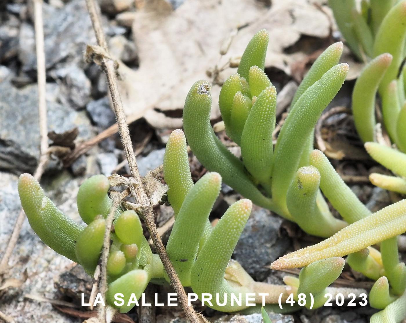 Ice plant, Coopers leaf